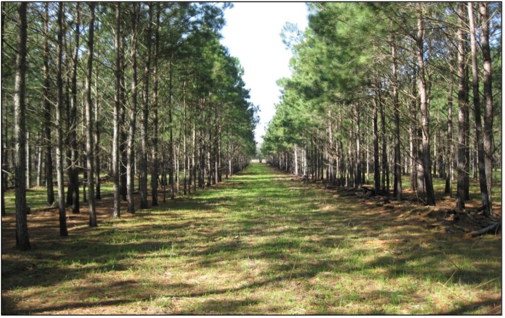 pine trees planted in rows with a large spacing between them for grass to grow