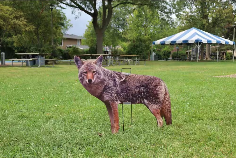coyote decoy in a yard
