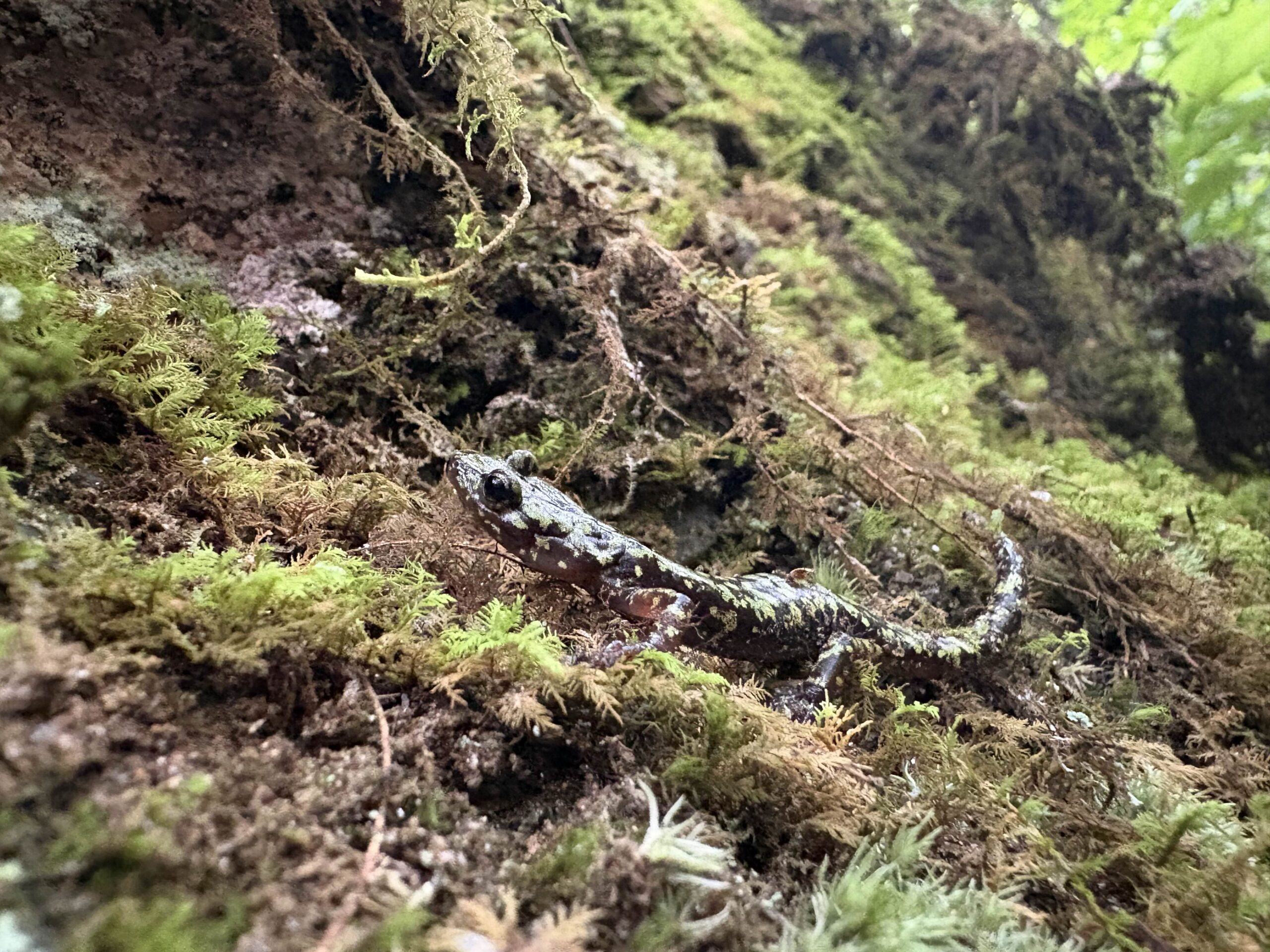 Green salamander