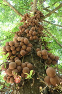 Couroupita guianensis, the "Cannonball Tree."