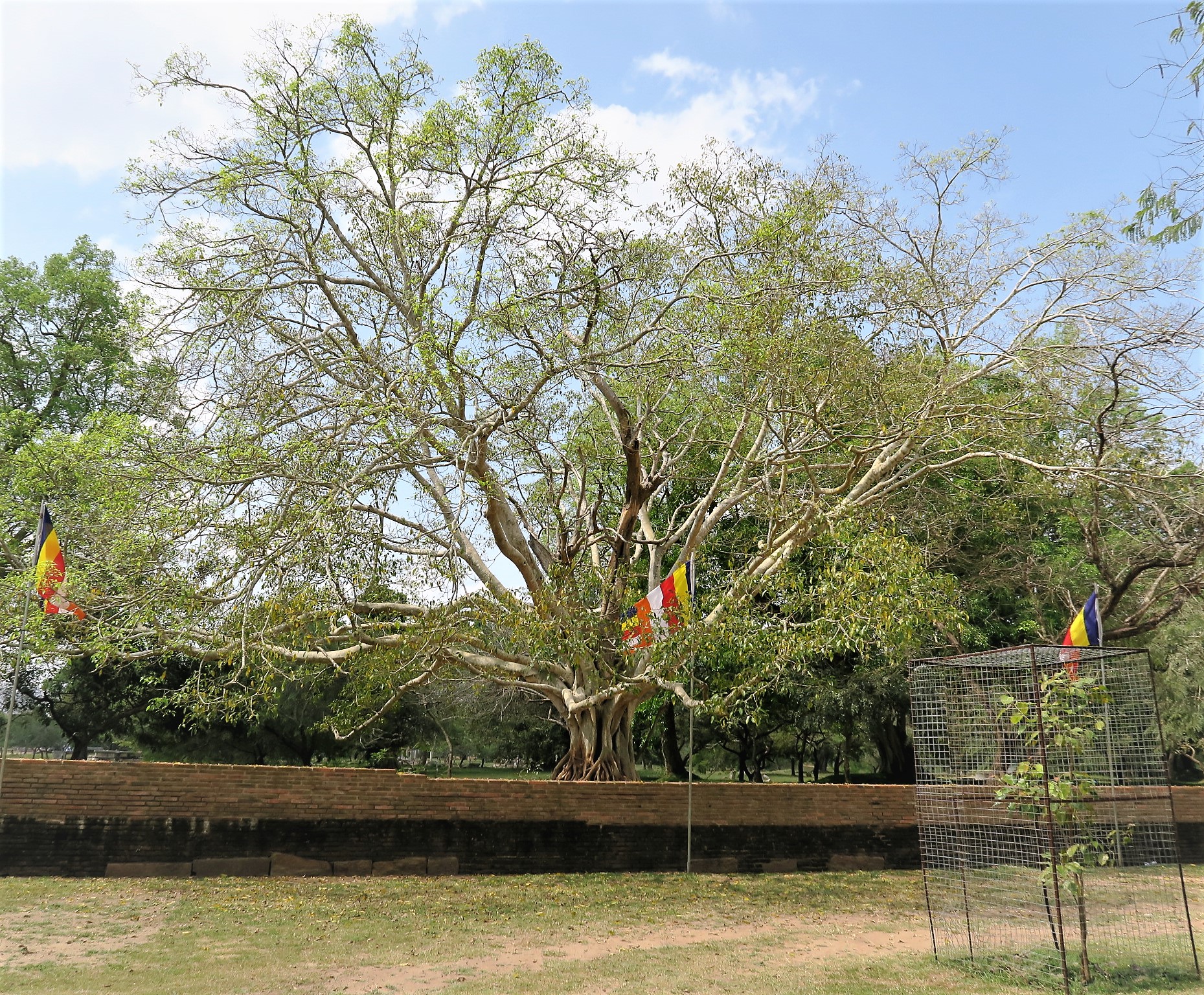 A Visit to Anuradhapura and Horton Plains, and a Fond Farewell to Sri ...