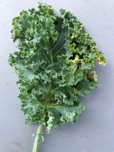 Kale leaf with yellow and brown patches