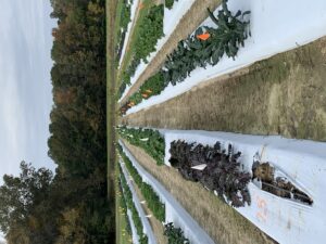 Rows of different kale crop types and cultivars