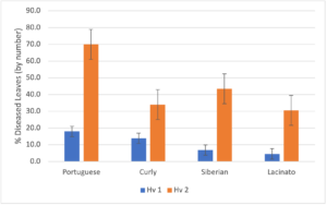 Figure showing percentage of diseased plant with different kale types 