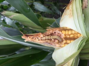 Corn earworm larvae feeding on corn ear.