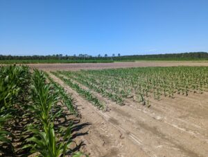 Corn trials at the Clemson University Pee Dee REC in 2023.