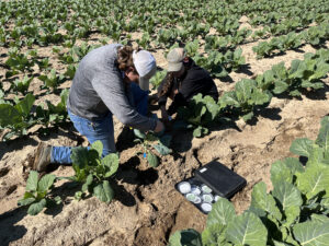 A man and a woman working in a field of leafy greens