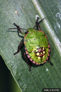 green, pink, and black bug on leaf