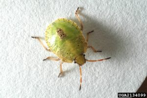 Small green bug on white sheet of paper