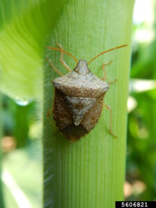 Brown bug on green plant