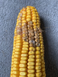 Corn ear with discolored kernels