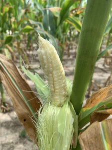 young corn ear with curved shape