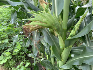 mature corn ear with severe crook shape