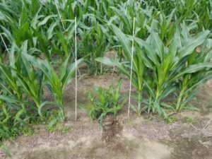 small corn plants between larger corn plants