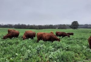 Brassicas with cows grazing 