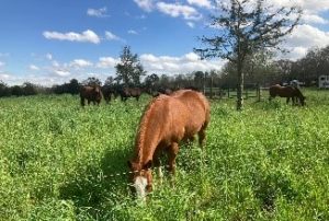 Image of horse grazing rye