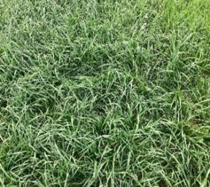 image of ryegrass