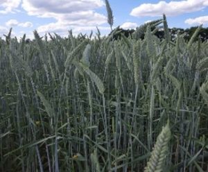 Triticale