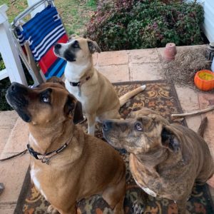 3 dogs sit on a patio, all looking up expectantly for a treat.