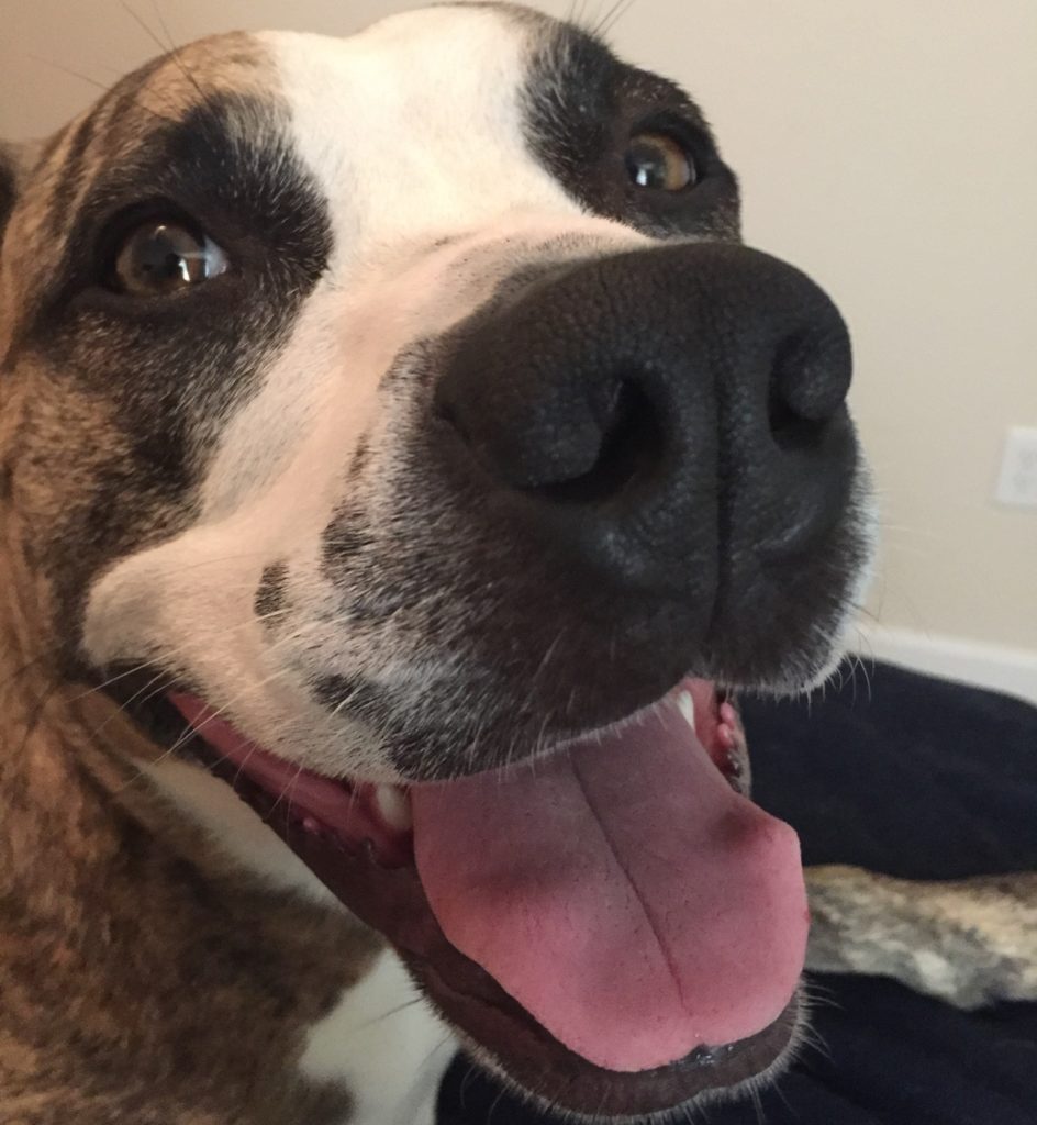 A brindle pitbull with a white blaze smiles with her tongue out.