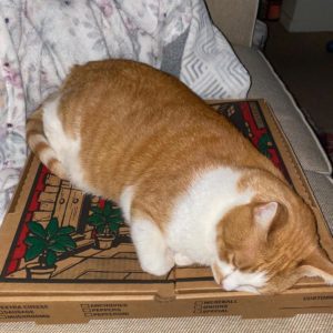 An orange and white cat napping on top of a pizza box, on a sofa.