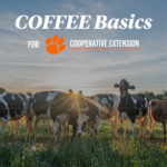 Several black and white cows in the grass, with text reading "COFFEE Basics for Cooperative Extension."