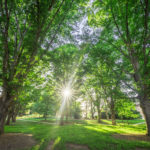 The sun shines through the limbs of a tree on Clemson Universityís campus.