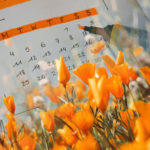 Collage image of month calendar with days of the week highlighted in orange, overlaid with orange tulips