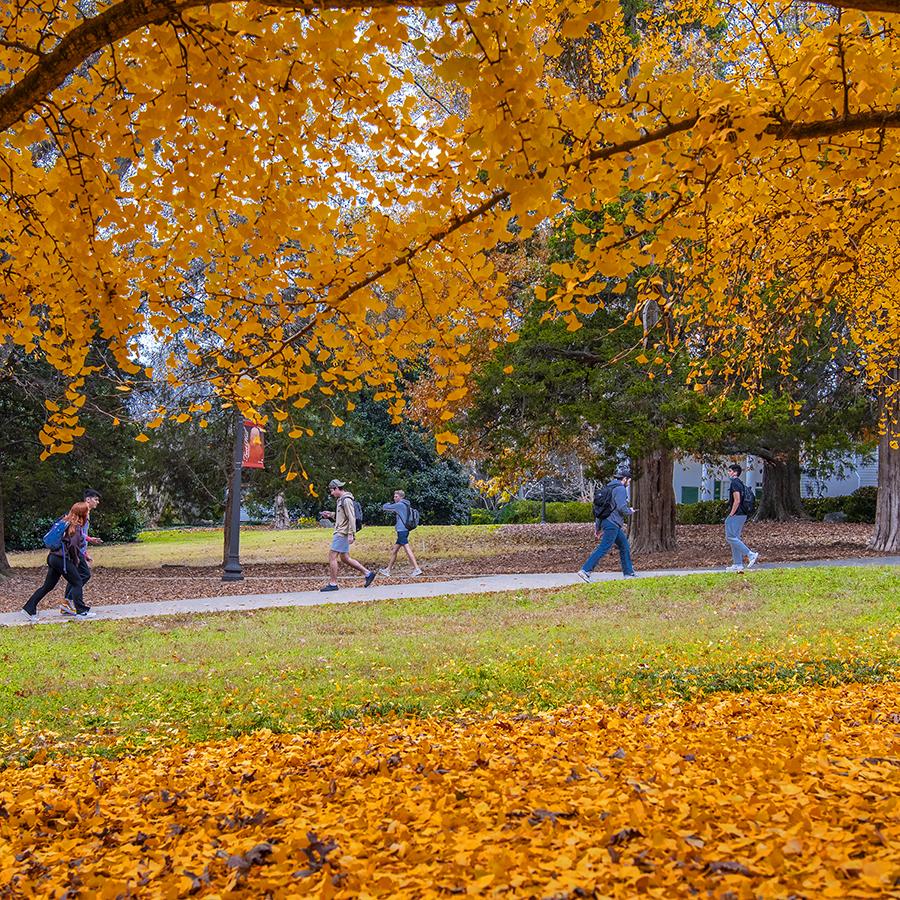 Clemson University students walk past a ginkgo tree exploding with yellow leaves in Trustee Park, Dec. 1, 2020 (Photo by Ken Scar).