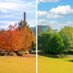 Composite image of trees on Clemson's campus showing the Fall and Spring in the same location