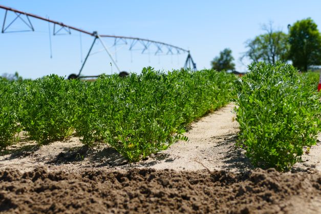 Wp Rawl lentil germplasm