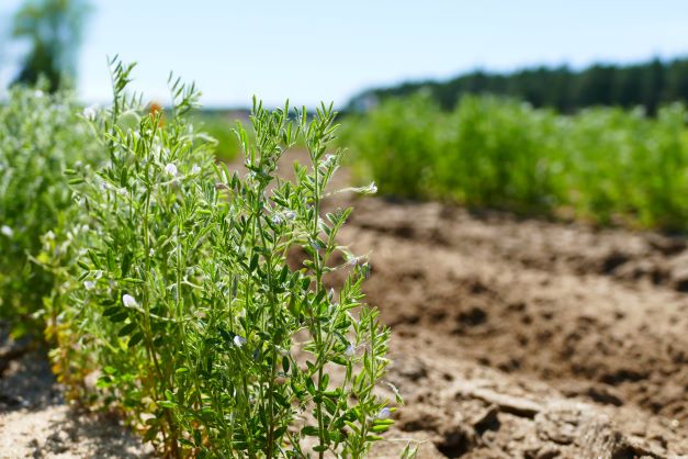 Lentil flowers