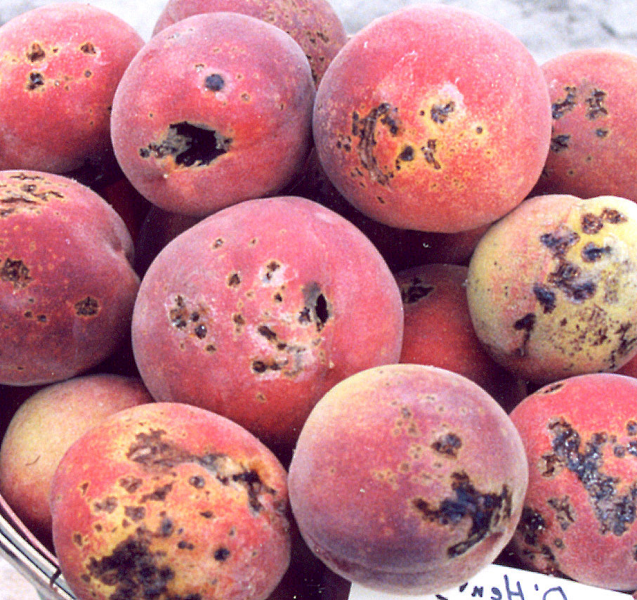 Bacterial spot of peach