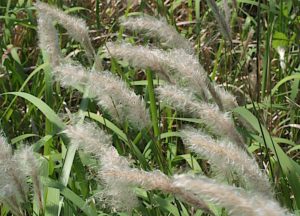 cogongrass