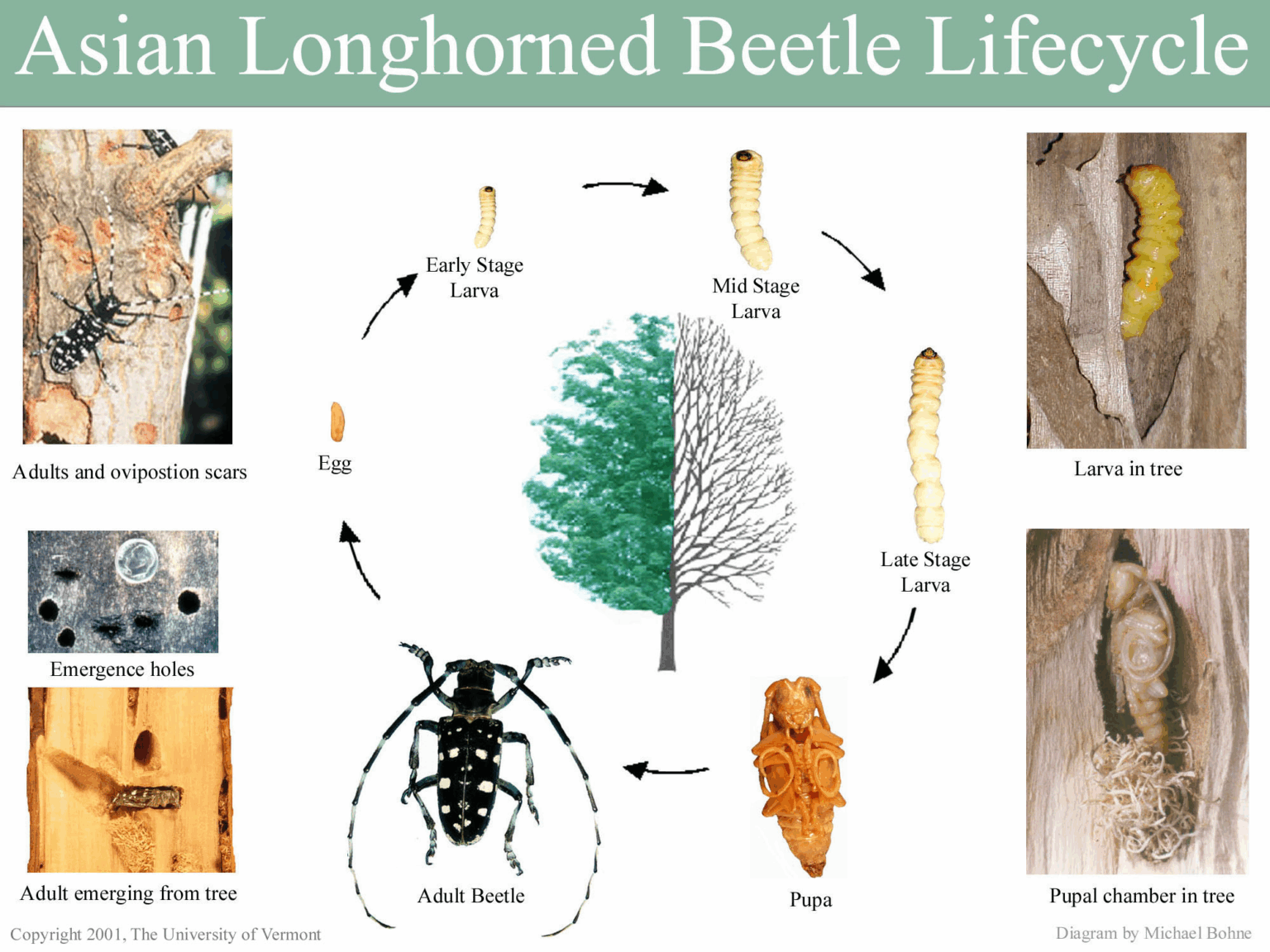 December 2025 Asian Longhorned Beetle (ALB) Cooperative Eradication ...