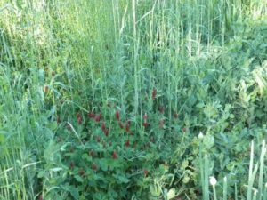 Cover Crop