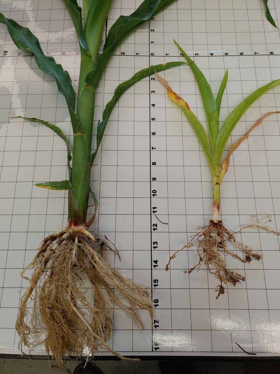 South Carolina Crops | Stubby Root Nematode in Corn