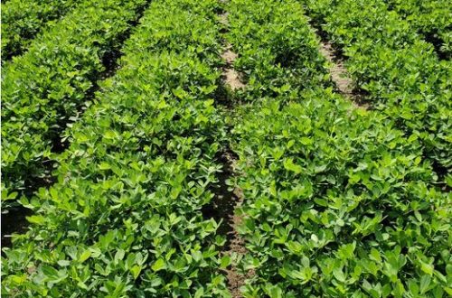 Target timing in peanut for PGR