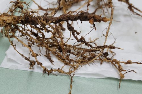 Galling on soybean plant root