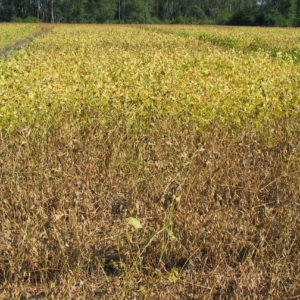 Soybean Rust Defoliation
