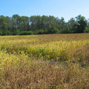 Field of Soybean Rust