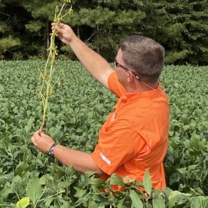 Plumblee growth staging soybean plant