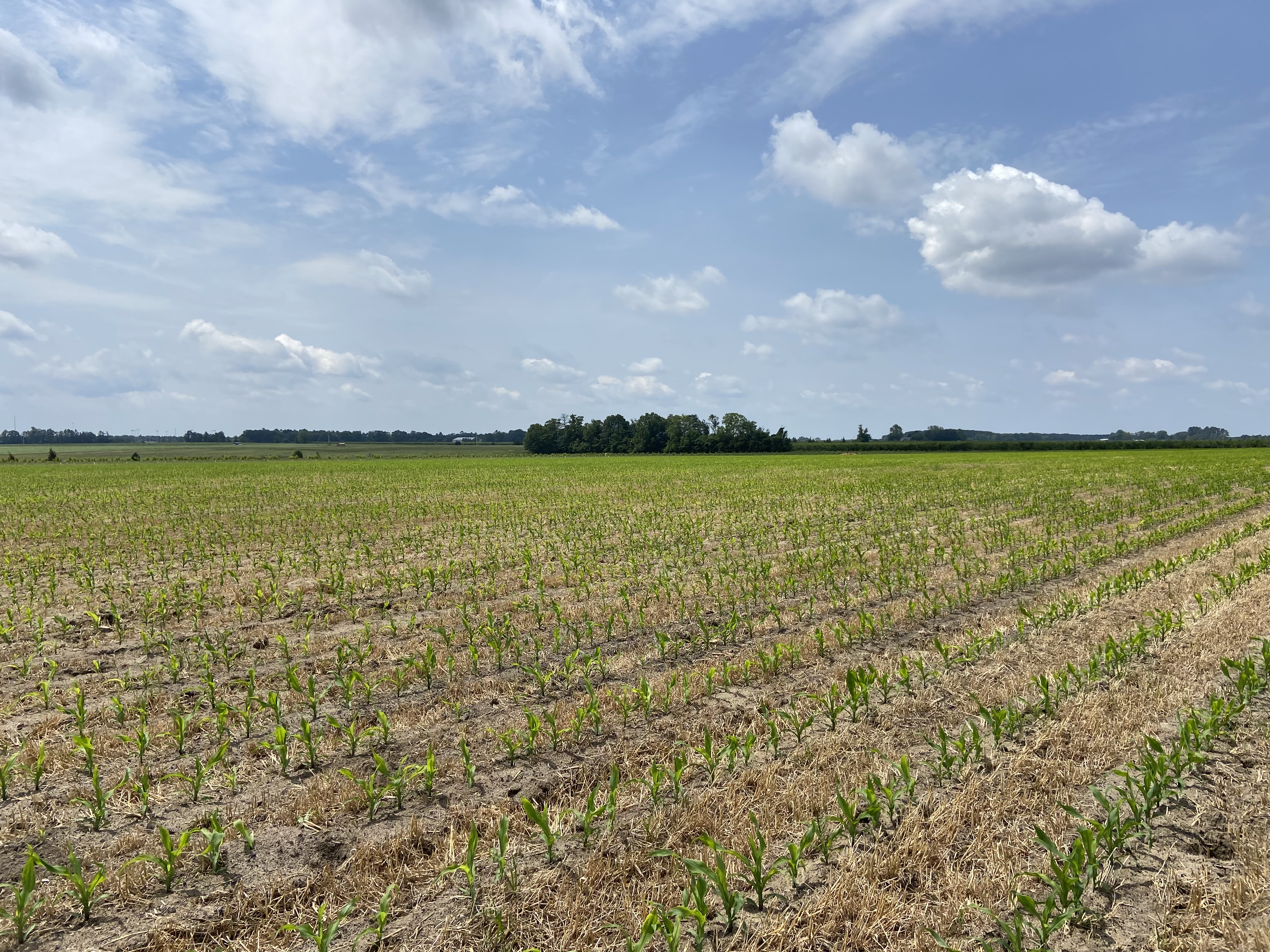 Stunted Corn Field