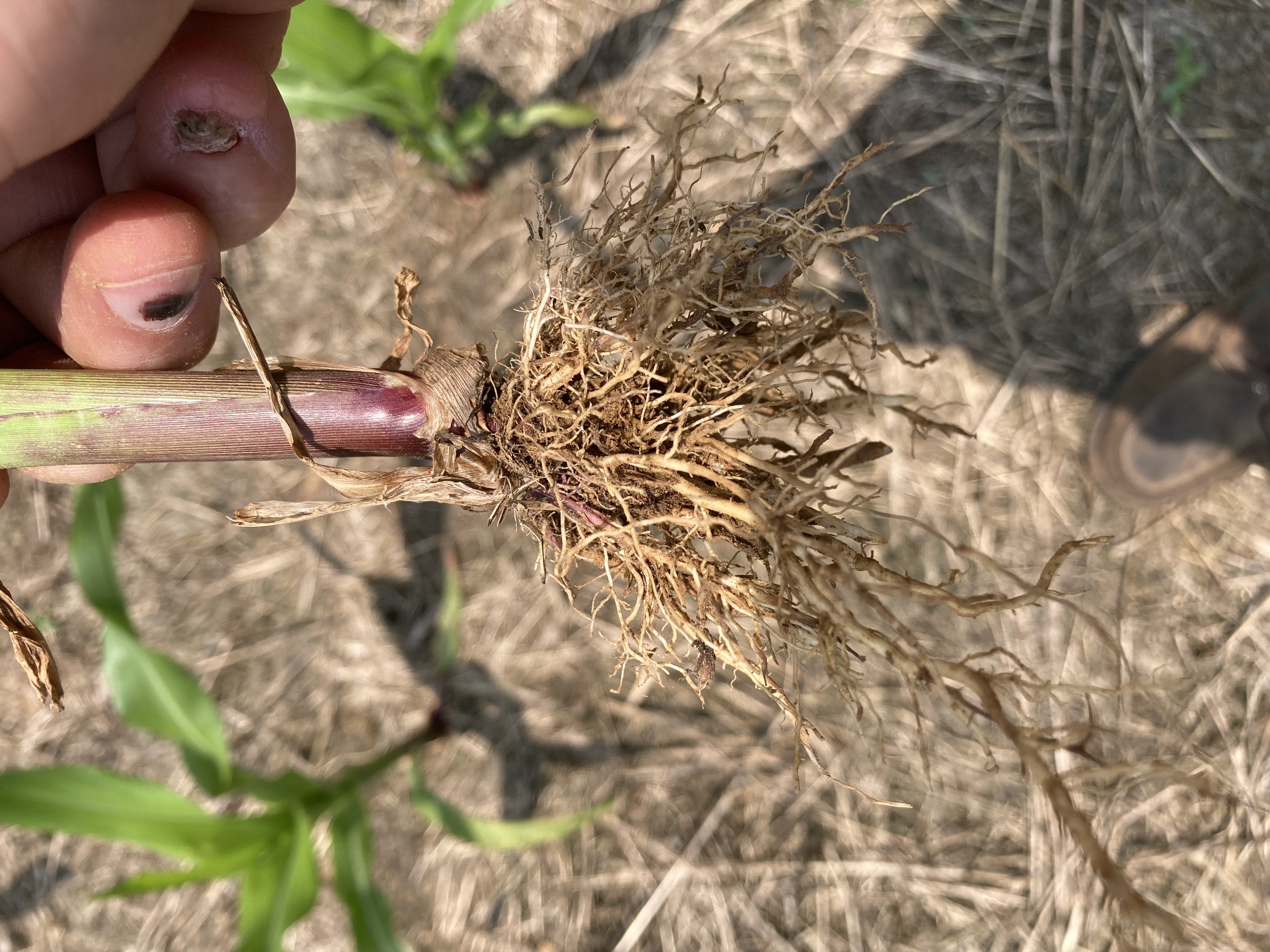 Stunted corn roots