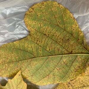 Soybean Rust on Soybean Leaf