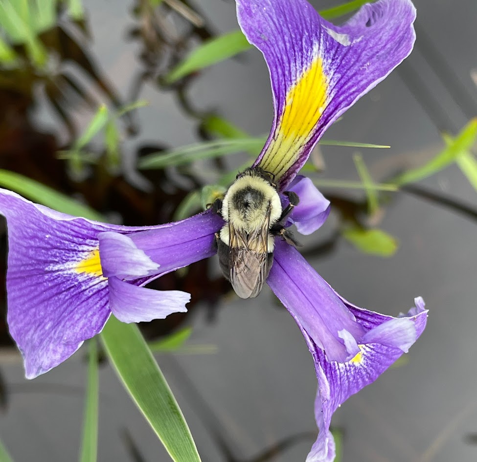 Carpenter bee in the center of a Bay blue-flag iris (Iris tridentata). The photo looks down on the iris with ponded water in the background.