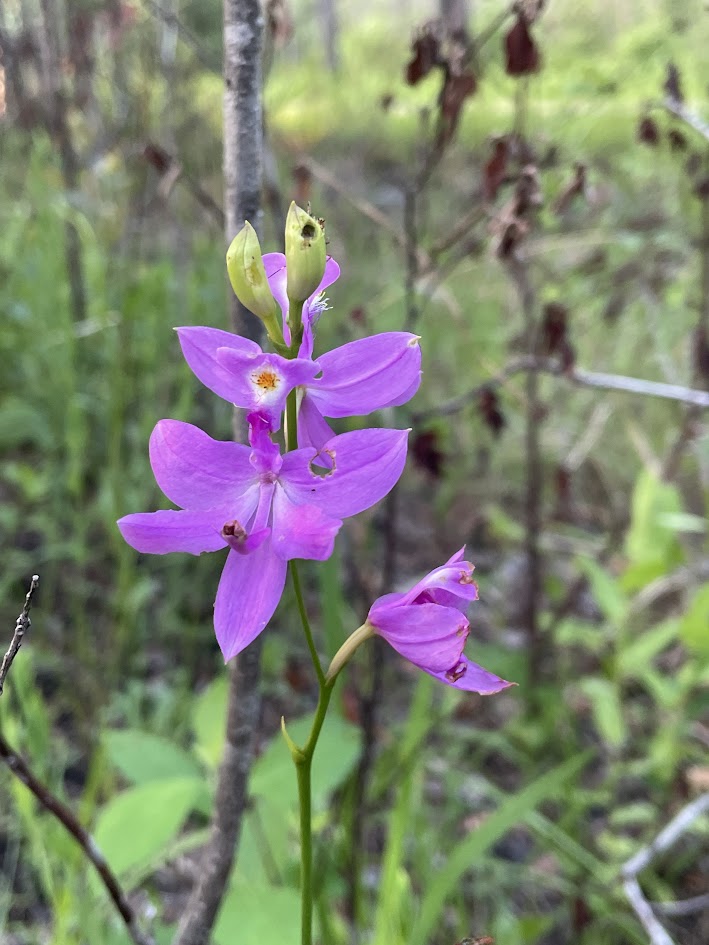 Tuberous Grass Pink Orchids (Calopogon tuberosus).