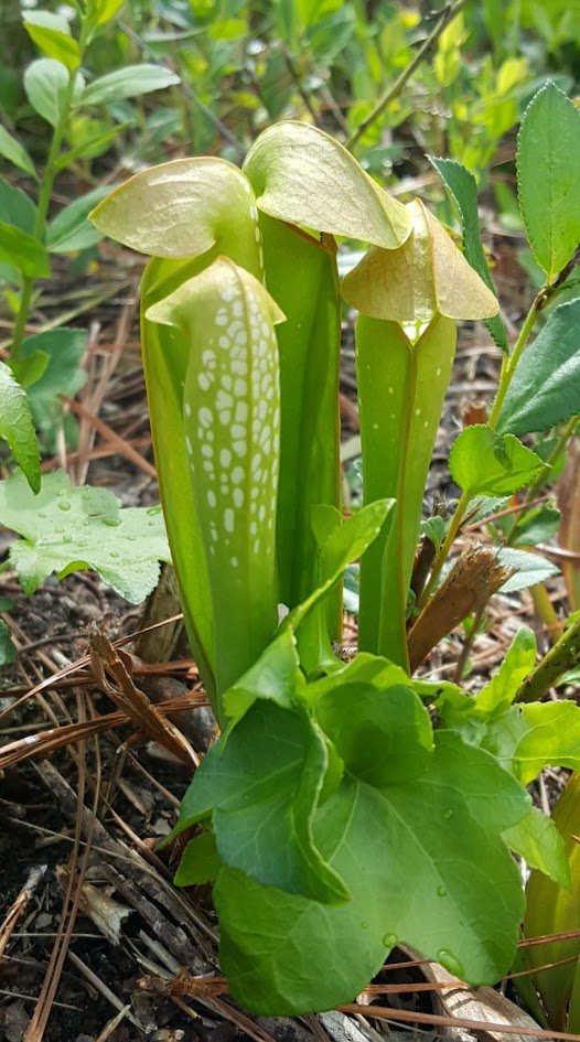 Hooded pitcher plant (Sarracenia minor) demonstrating the thin, white-looking patches on the back of the pitcher. There are other plants around including a sweetgum sapling and young pepperbushes.