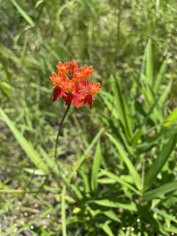 Native Red Milkweed flowers.