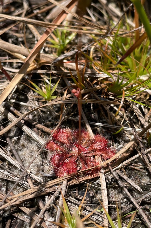 Pink sundew (Drosera capillaris) on a wet sandy substrate with dried pine needles and a few small clumps of sedges.